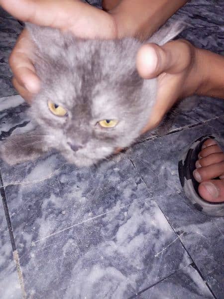 Gray Persian cat 4