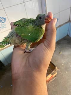Green Ringneck chick’s for sale