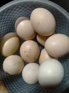 high quality aseel egg  waliti cross long height