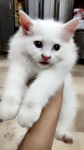 Persian kitten litter trained 3