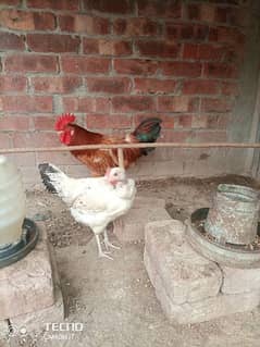 hens are available