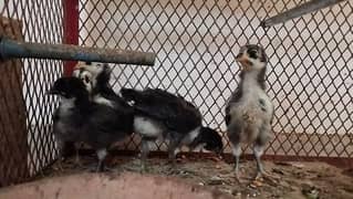Australorp / Australop chicks