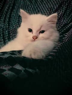 Persian kitten with blue shaded eyes.