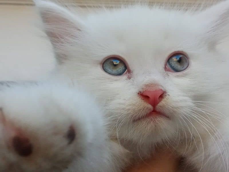 Persian kitten with light mustard eyes. (sold) 2