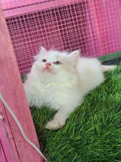 Bcolour kittens available for sale 0