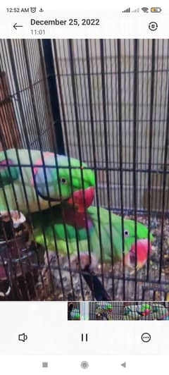 Raw parrot pair