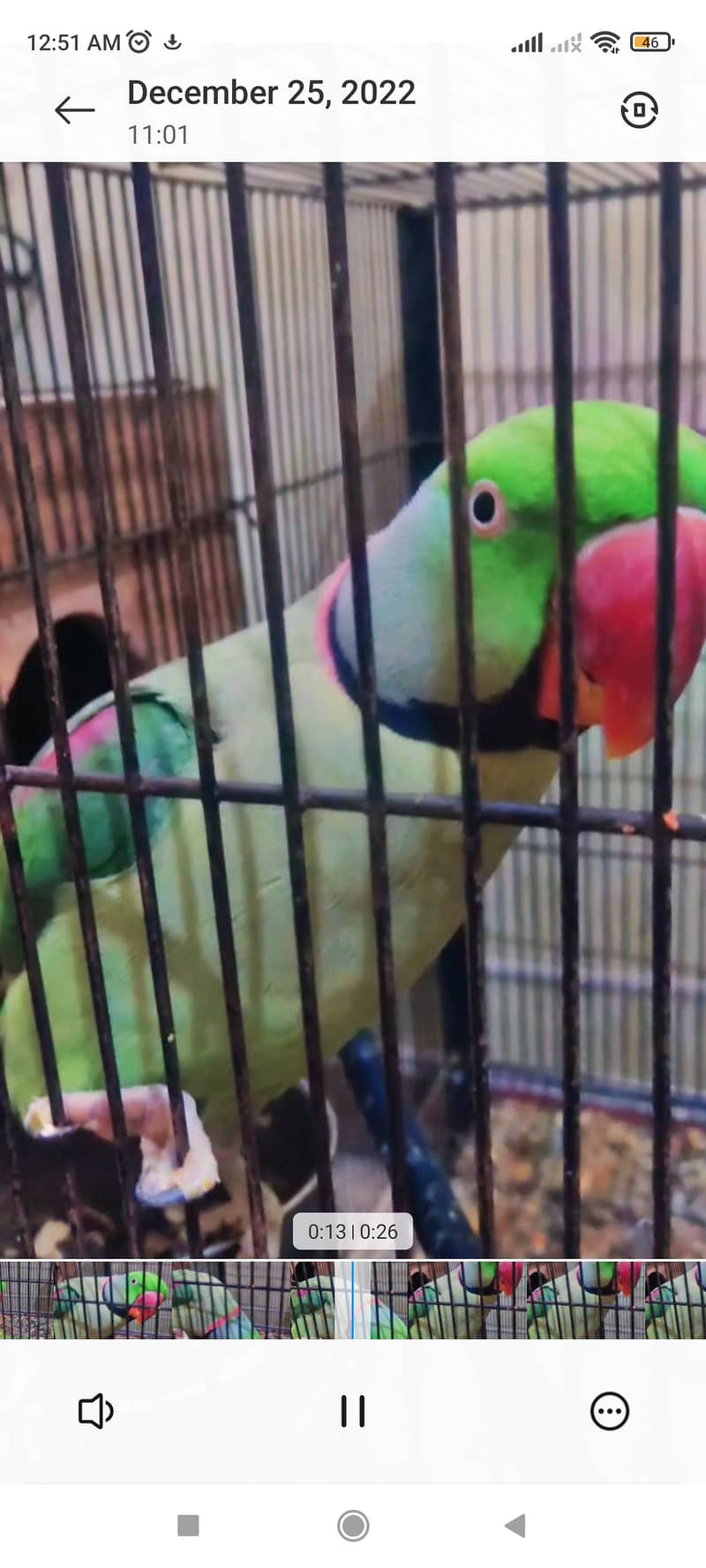 Raw parrot pair 2