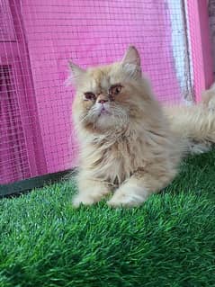 piki female cat available for sale 0