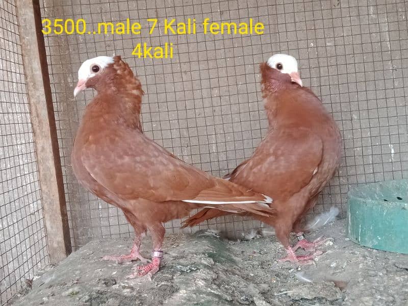 fancy pigeons. diffrent breeds. price mention. cargo available. 1