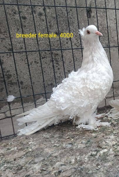 fancy pigeons. diffrent breeds. price mention. cargo available. 4