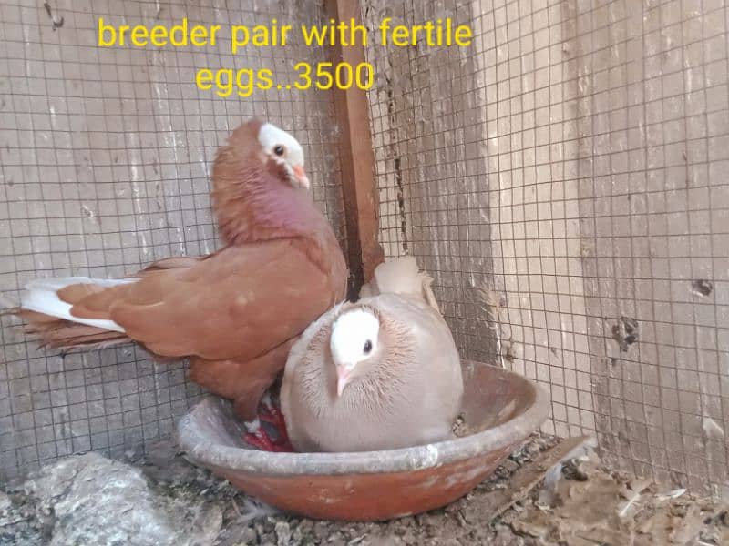 fancy pigeons. diffrent breeds. price mention. cargo available. 5