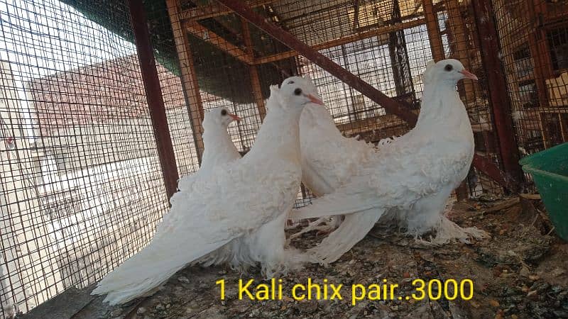 fancy pigeons. diffrent breeds. price mention. cargo available. 6