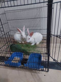 Red Eyes Rabbits Available for Sale
