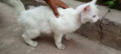 Persian cat blue eyes 0