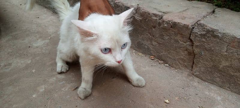 Persian cat blue eyes 1