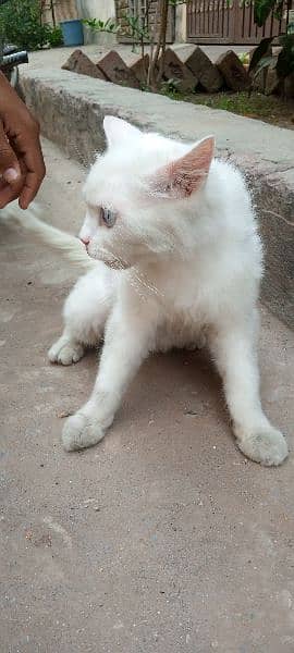 Persian cat blue eyes 3