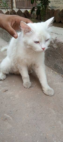 Persian cat blue eyes 4