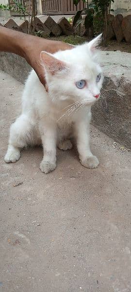Persian cat blue eyes 5