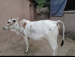 Cow for sale in Bagh AJK