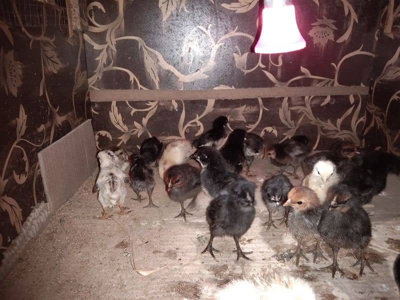 golden buff Astor loop chicks for sale Whatsapp py rabta kryn ya call 0