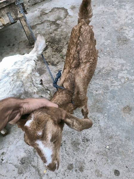 2 Goats And 1 Female Goat 2