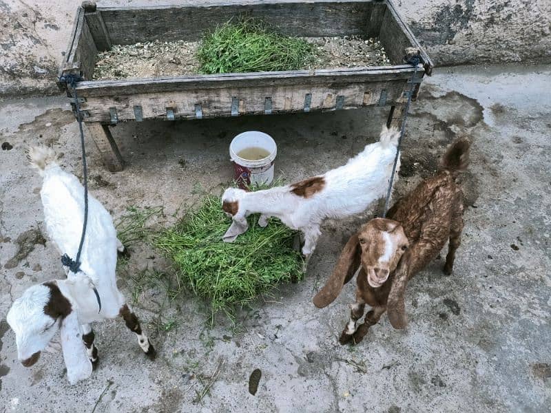 2 Goats And 1 Female Goat 10