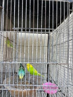 Cage and Birds setup for sale hai