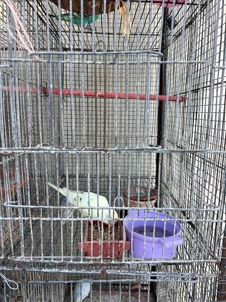 Cage and Birds setup for sale hai 1