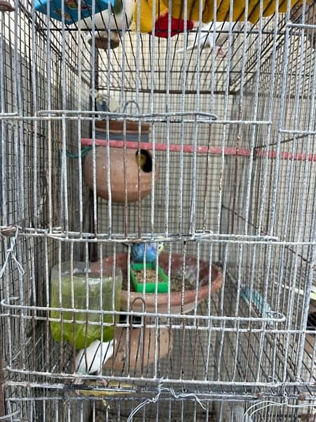 Cage and Birds setup for sale hai 2