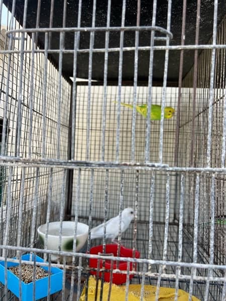 Cage and Birds setup for sale hai 3