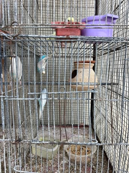 Cage and Birds setup for sale hai 4