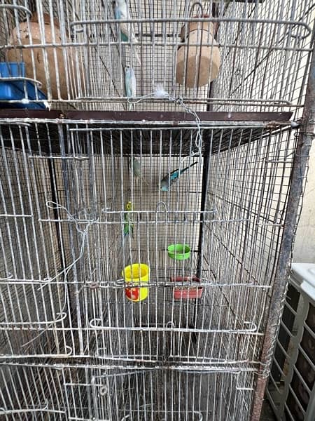 Cage and Birds setup for sale hai 6