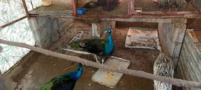 3 pieces of full mature peacock 0