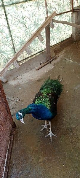 3 pieces of full mature peacock 4