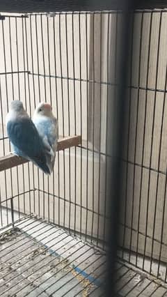 lovebird 2 pairs for sale 0