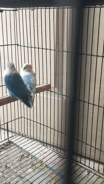lovebird 2 pairs for sale 1