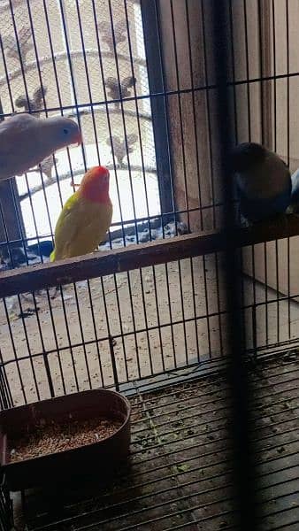 lovebird 2 pairs for sale 2