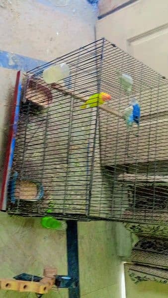 lovebird 2 pairs for sale 3