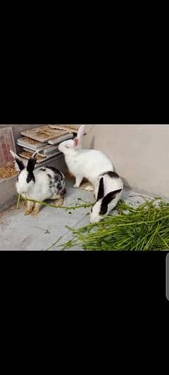 breeder rabbits & bunnies 0328-8051806