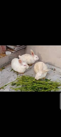 breeder rabbits & bunnies 0328-8051806