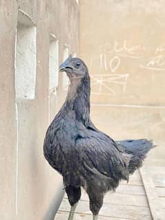 ayam Cemani hen's for sale