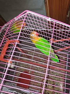 Love Birds with brand new cage
