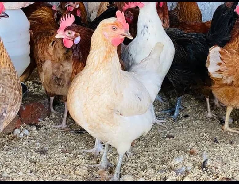Golden/Silver Misri chicks  /Desi/egg laying hens/ murgi/pathi 5