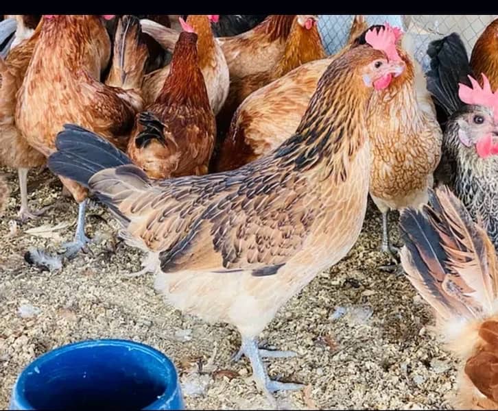 Golden/Silver Misri chicks  /Desi/egg laying hens/ murgi/pathi 6