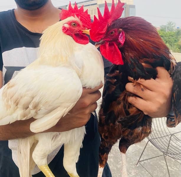 Golden/Silver Misri chicks  /Desi/egg laying hens/ murgi/pathi 15