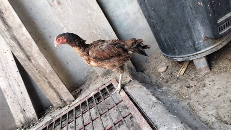 pure imported Thai Aseel chicks top and premium quality 030848614O7 10