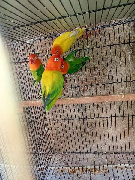 love birds 3