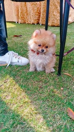 Pomeranian puppy