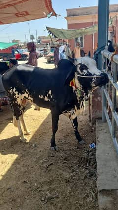 Cow for Sell |Bachra|. #pho#0345 9589095