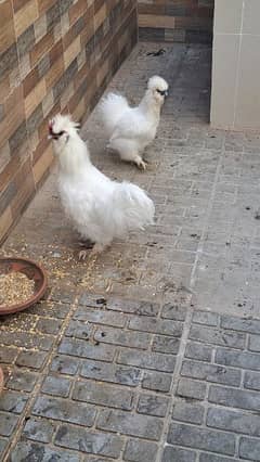 silkie pair ready for first breed
